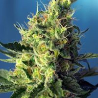 Sweet Pure CBD Feminised Seeds - 3