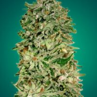 Shark Widow CBD Feminised Seeds - 1