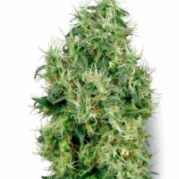 White Gold Feminised Seeds - 3