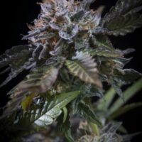 White Noise Feminised Seeds - 3