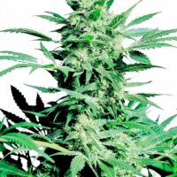 Shiva Skunk Feminised Seeds - 10