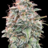 Banana Cookies Auto Feminised Seeds - 1