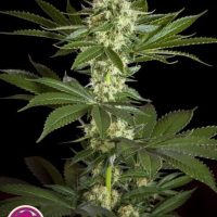 Pure CBD Punch Feminised Seeds - 3