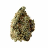 White Choco Feminised Seeds - 3