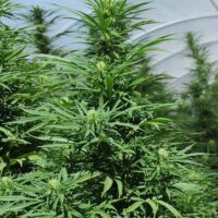 Green Crack 2.0 Feminised Seeds - 5