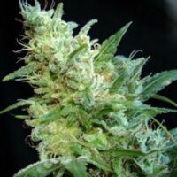 Diesel Glue Feminised Seeds - 10