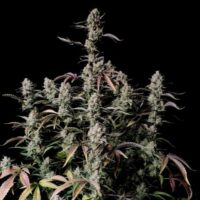 Gorilla Zkittlez Auto Feminised Seeds - 10
