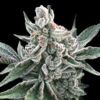 Polar Gelato Auto Feminised Seeds - 3