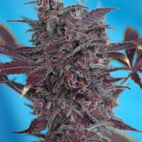 Black Cream Auto Feminised Seeds - 3