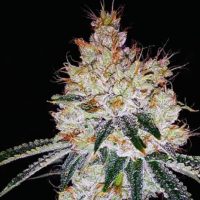 OGesus Auto Feminised Seeds - 1