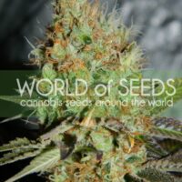 Afghan Kush SPECIAL Feminised Seeds - 7