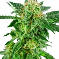 Snow Ryder Auto Feminised Seeds - 3