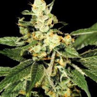 Trainwreck Feminised Seeds - 3