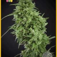 Amnesia Haze Ultra CBD Feminised Seeds - 3