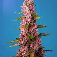 Red Hot Cookies Feminised Seeds - 3