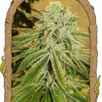White Banana Auto Feminised Seeds - 3