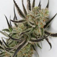 Chernobyl Regular Seeds - 5