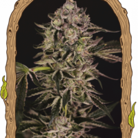 Quick Sherbet Feminised Seeds - 3