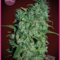 Llimonet Haze Classic THC Feminised Seeds - 3