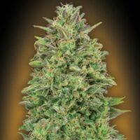 00 Skunk Feminised Seeds - 3