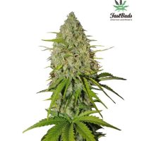 Grapefruit Auto Feminised Seeds - 1