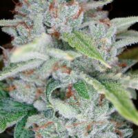 Skywalker Kush Feminised Seeds - 3