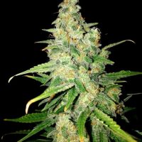 Zkittlez Feminised Seeds - 3
