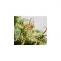 Malawi Regular Seeds - 5