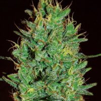 Amnesia Haze Feminised Seeds - 1