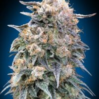 00 Kush FAST Feminised Seeds - 3