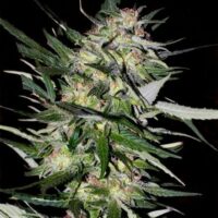 Jack Plant Feminised Seeds - 1