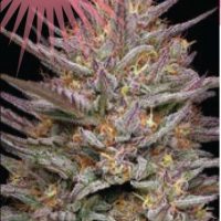 Raspberry Parfait Feminised Seeds - 3