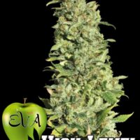 High Level Feminised Seeds - 3+1