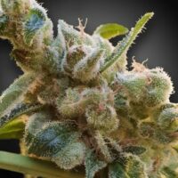 Relax CBD Feminised Seeds (CBDrelax‚Ñ¢) - 3