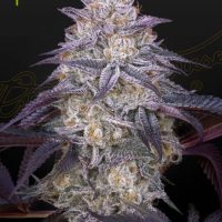 King's Juice Auto Feminised Seeds - 3