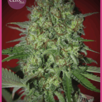 Bestial Skunk Feminised Seeds - 3