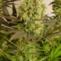 Motavation Feminised Seeds - 3