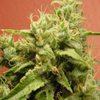 Opium Feminised Seeds - 10