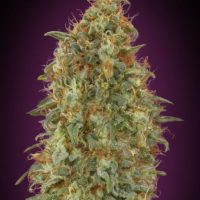 Zkittlez FAST Feminised Seeds - 1