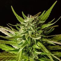 DoSiDos Feminised Seeds - 5