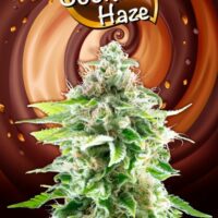 Cookies Haze Feminised Seeds - 1