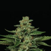 Fortune Cookie Feminised Seeds - 3