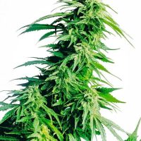 Hindu Kush Feminised Seeds - 3