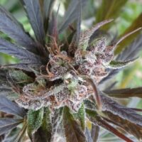 Haze x Kali China Feminised Seeds - 1