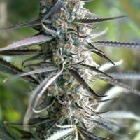 Pineapple Chem Auto Feminised Seeds - 3