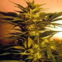 Skunk + (Power Skunk) Feminised Seeds - 10