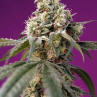 Bruce Banner Auto Feminised Seeds - 3