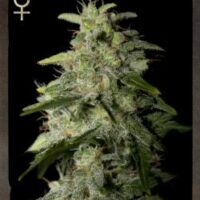 Money Maker Feminised Seeds - 3