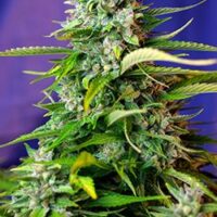 Jack 47 Auto Feminised Seeds - 5