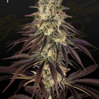 Kong's Krush Feminised Seeds - 3